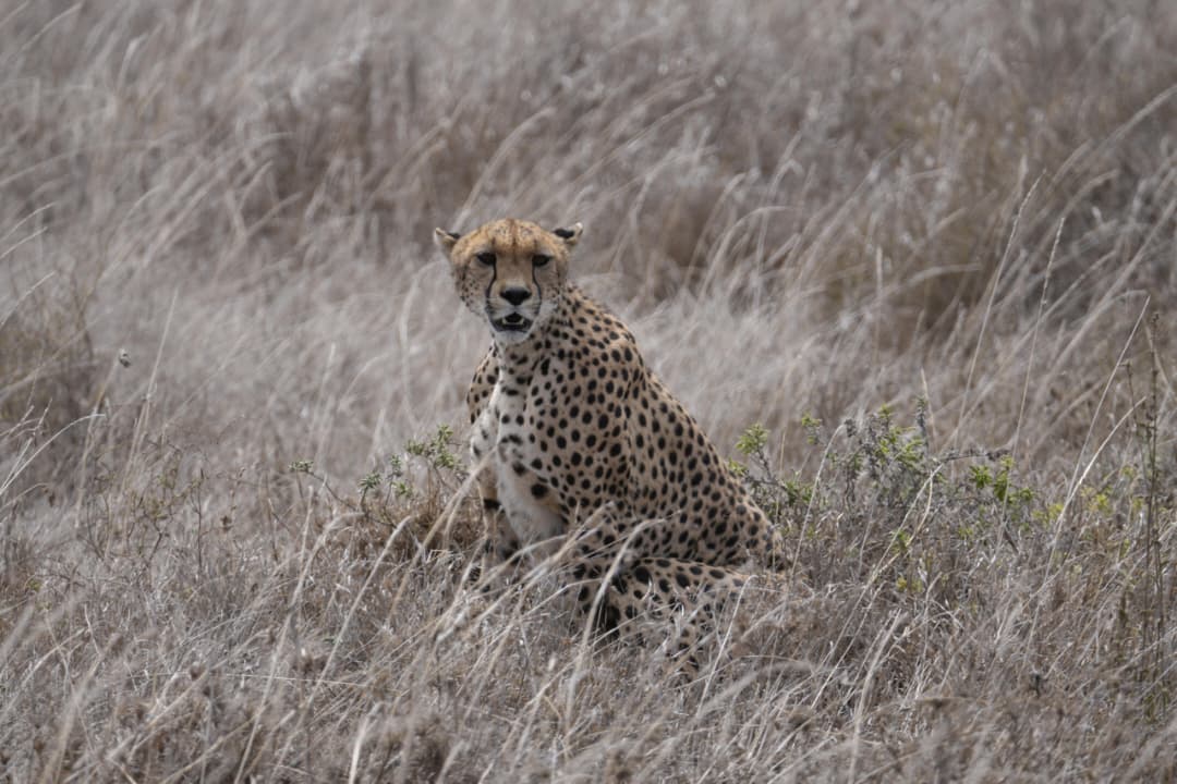 4 Days Classic Tanzania Safari – Serengeti & Ngorongoro Crater photo 1