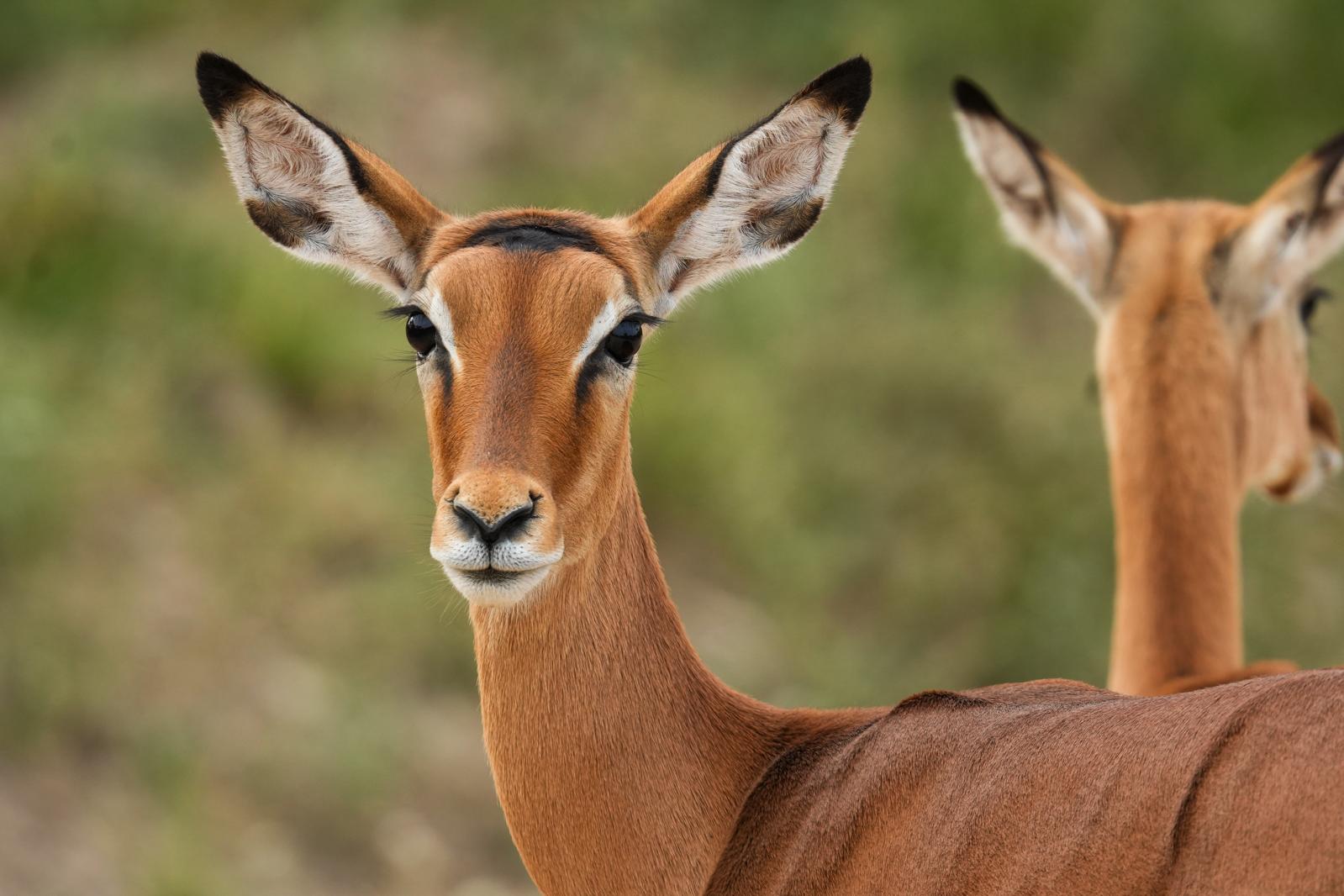 8 Days Grand Tanzania Safari – Tarangire, Serengeti, Ngorongoro & Lake Manyara photo 1