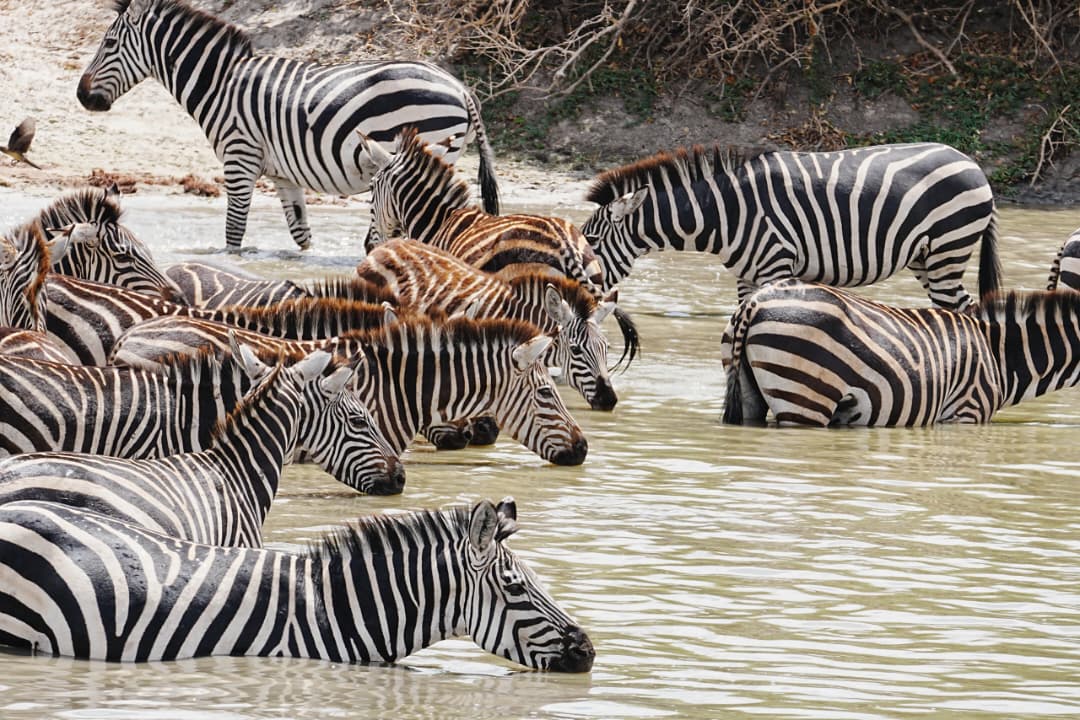 Tanzania Icons Luxury Safari (test) photo 1