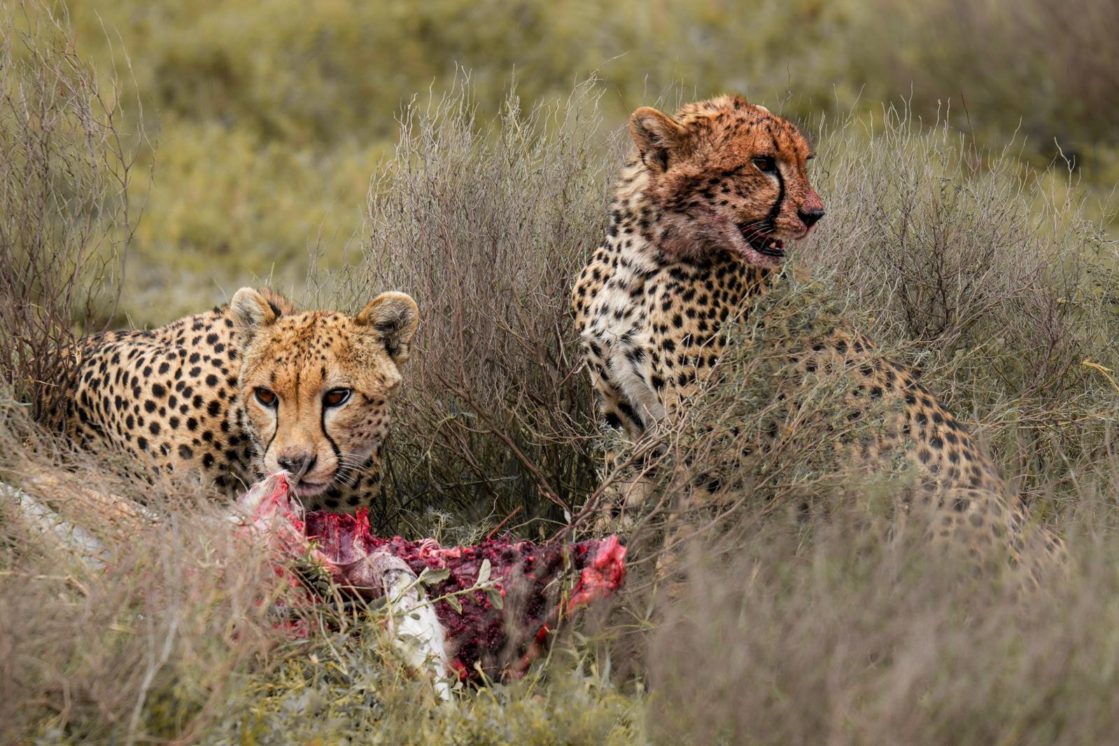 4 Days Classic Tanzania Safari – Serengeti & Ngorongoro Crater photo 2